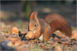 <p>VEVERKA OBECNÁ (Sciurus vulgaris) /Red squirrel - Eichhörnchen/</p>